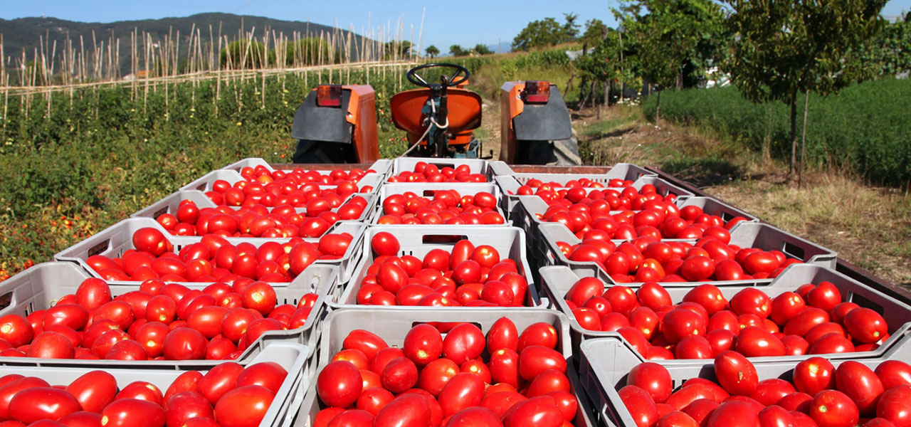 Organic Farm Corporation Castello d'Angiò