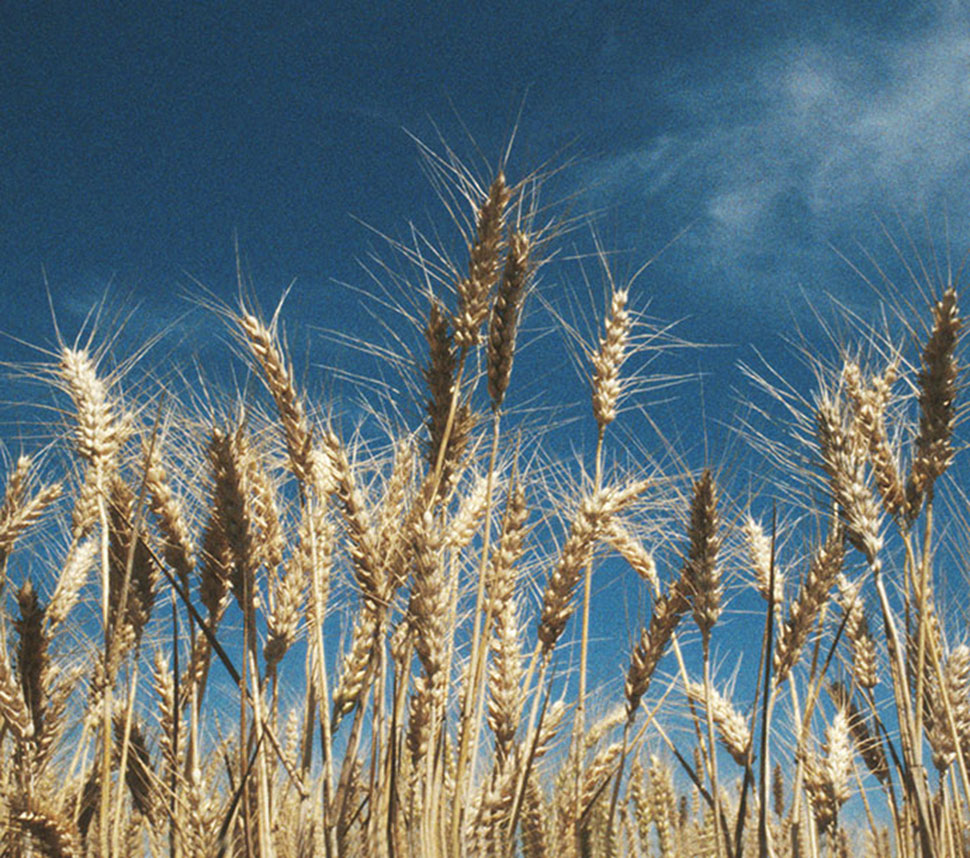 Ancient wheat