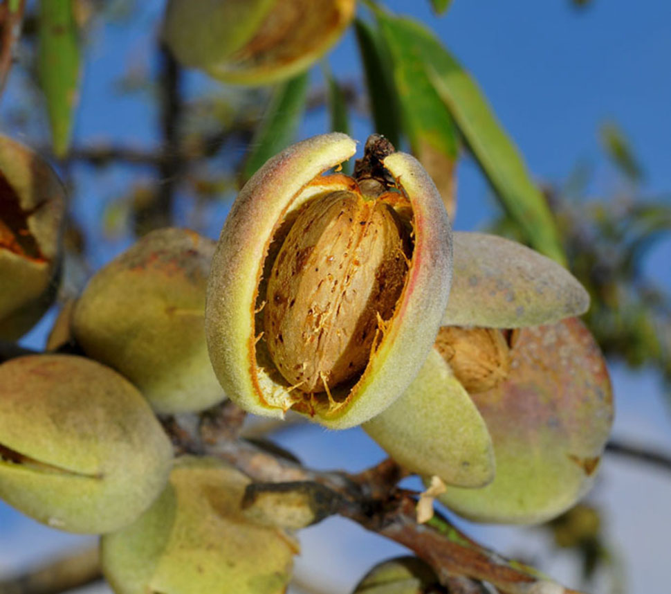 Organic Almonds