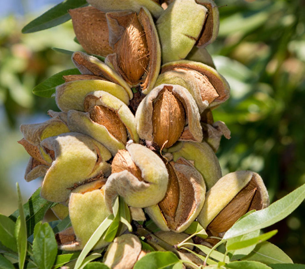 Organic Almonds