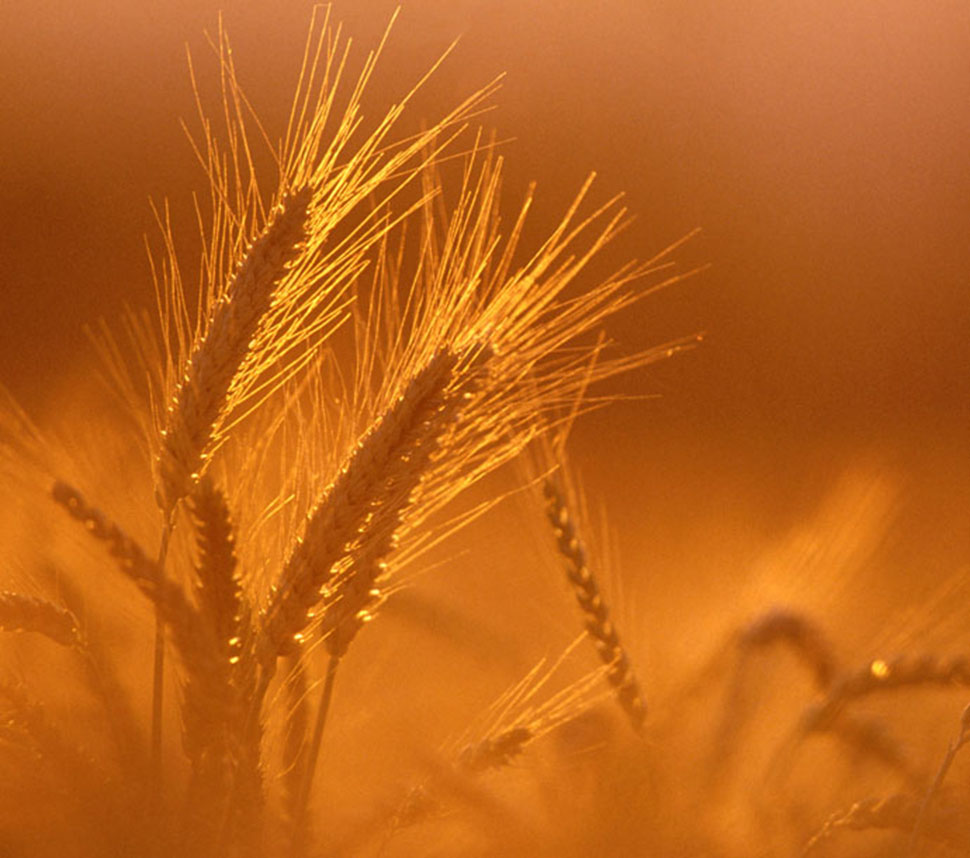 Pasta di Grano Duro