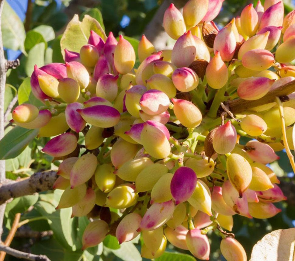 Organic Pistachios