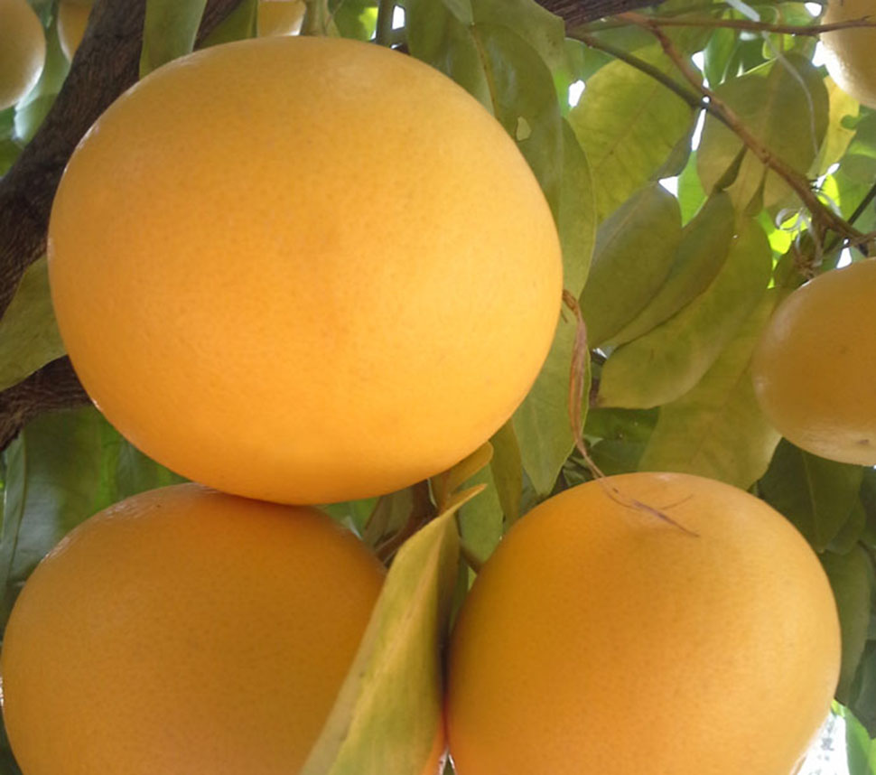 Organic Oranges Production
