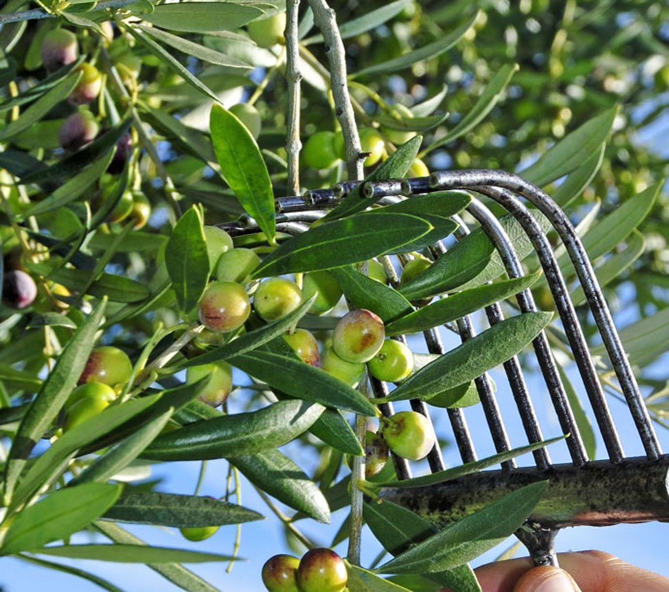 the olive harvest