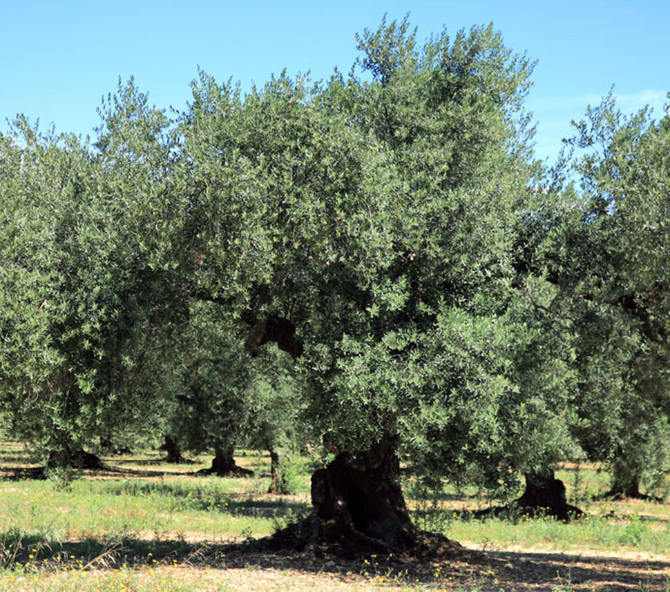 From our olive groves