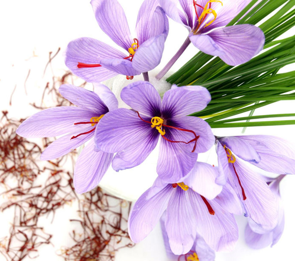 Organic Saffron