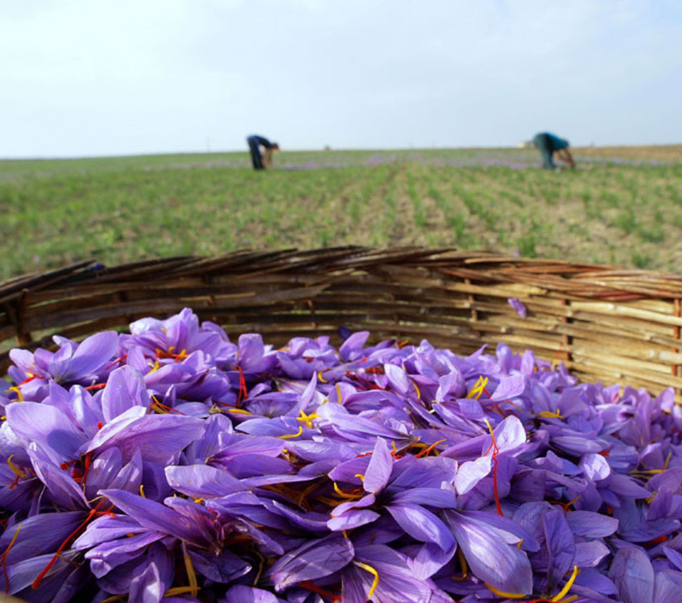 Organic Saffron