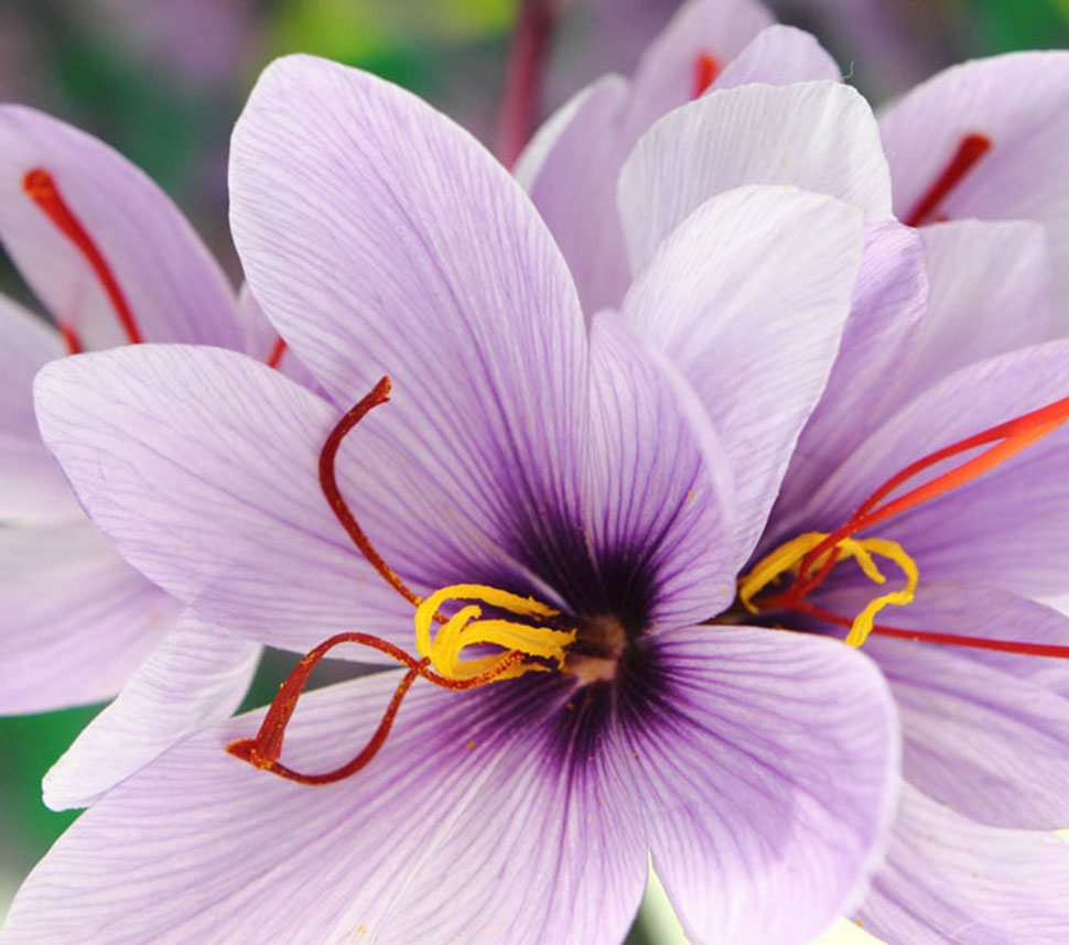 Organic Saffron