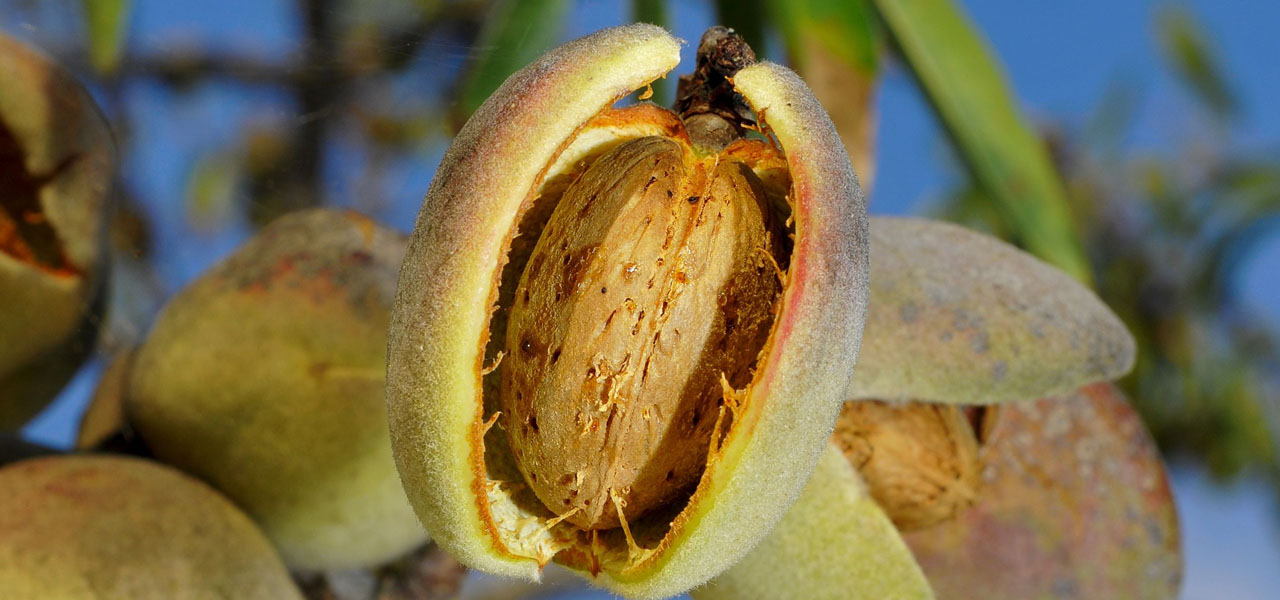 Organic Almonds