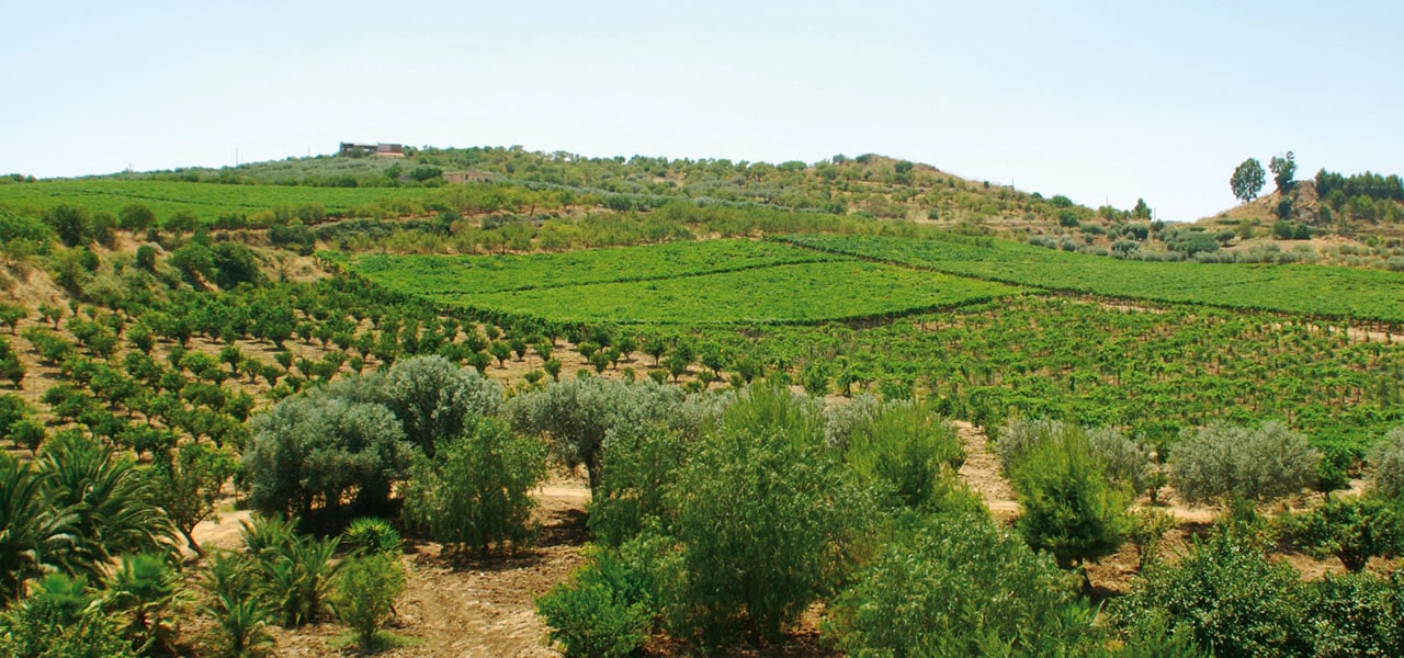 Organic Farm Visit