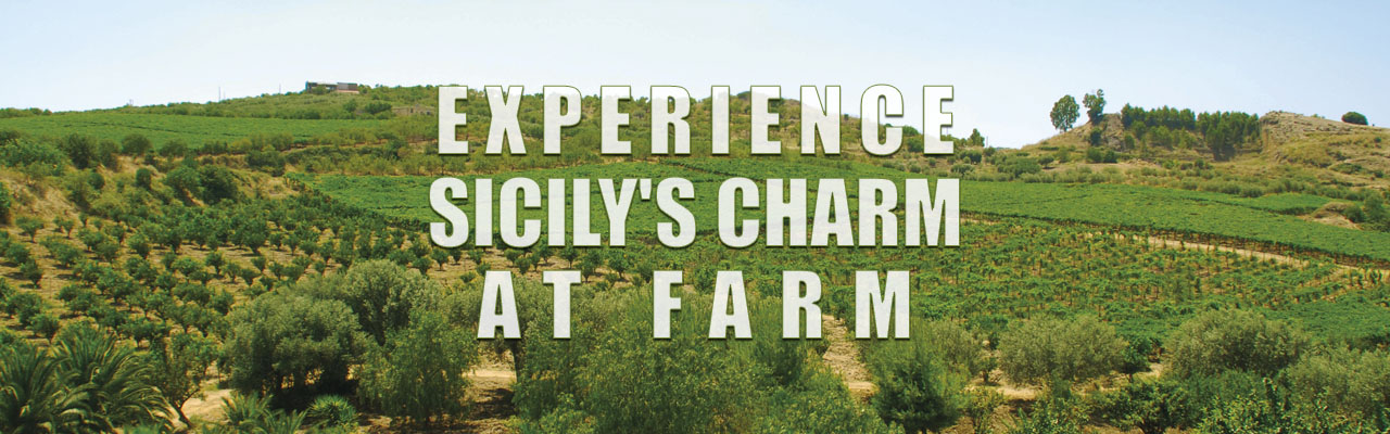 Organic Farm Visit in Sicily Italy