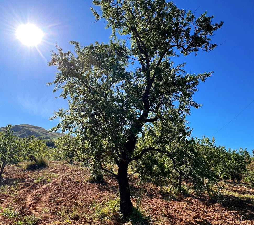 Almond tree Castello d'Angiò
