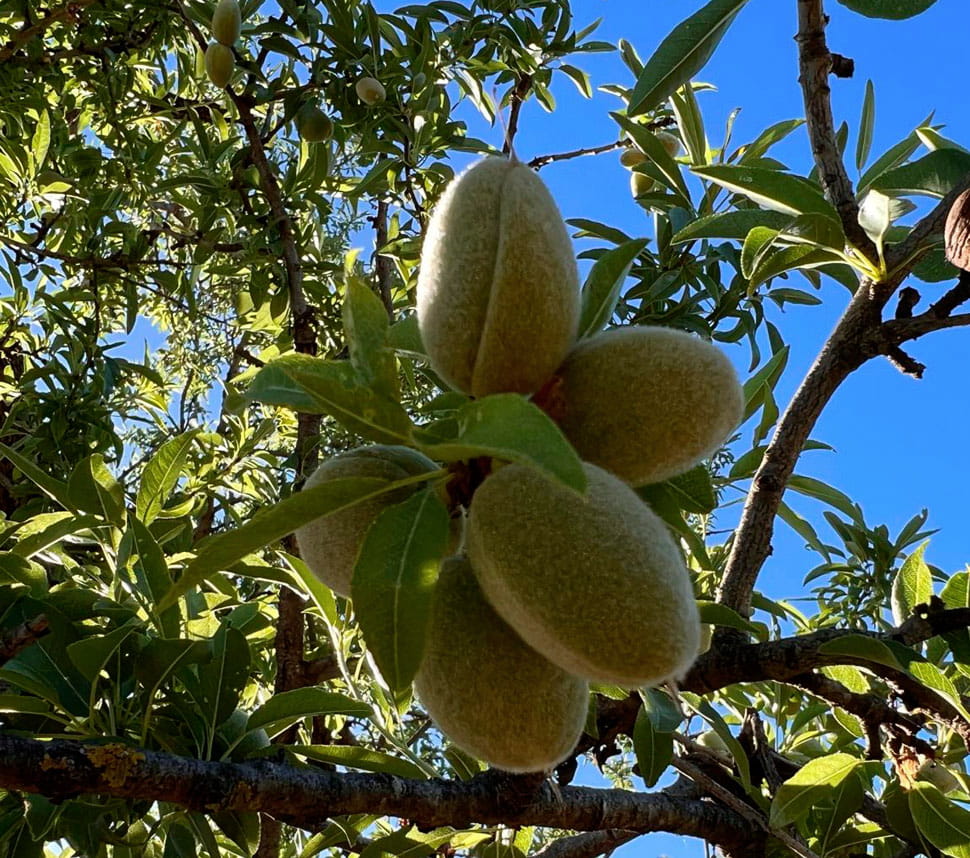Organic almonds from Sicily