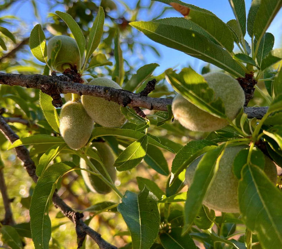 Organic almonds